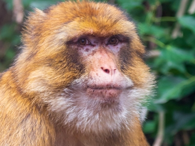 Barbary Ape - De Zonnegloed - Animal park - Animal refuge centre 